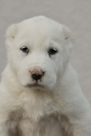 Средноазиатска овчарка – висококачествени кученца, град Извън България | Кучета - снимка 6