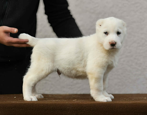 Средноазиатска овчарка – висококачествени кученца, град Извън България | Кучета - снимка 7