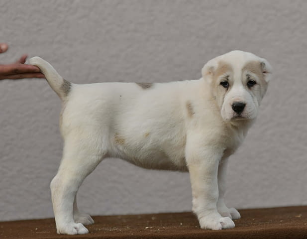 Средноазиатска овчарка – висококачествени кученца, град Извън България | Кучета - снимка 8