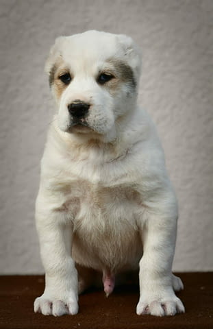 Средноазиатска овчарка – висококачествени кученца, град Извън България | Кучета - снимка 9