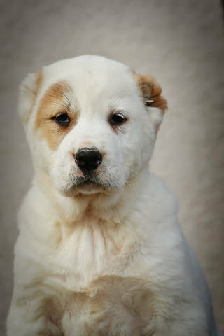 Средноазиатска овчарка – висококачествени кученца, град Извън България | Кучета - снимка 10