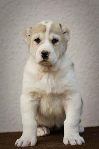 Средноазиатска овчарка – висококачествени кученца, град Извън България | Кучета - снимка 11