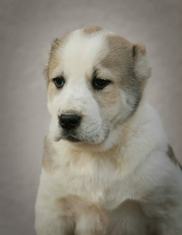 Средноазиатска овчарка – висококачествени кученца, град Извън България | Кучета - снимка 12