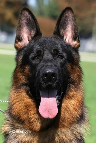 German Shepherd female puppies Другa, 2 месеца - град Извън България | Кучета - снимка 1