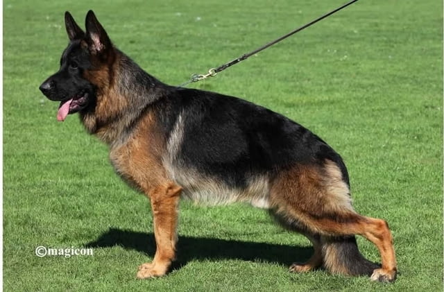 German Shepherd female puppies Другa, 2 месеца - град Извън България | Кучета - снимка 2