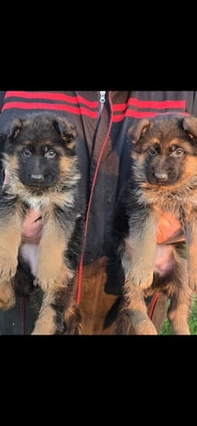 German Shepherd female puppies Другa, 2 месеца - град Извън България | Кучета - снимка 3