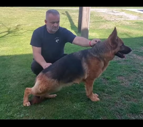 German Shepherd female puppies Другa, 2 месеца - град Извън България | Кучета - снимка 5