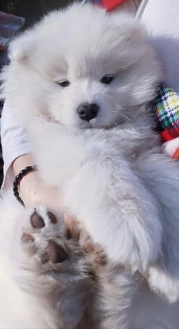 Кученца самоед Самоед, 2 месеца, Ваксинирано - Да - град Извън България | Кучета - снимка 1