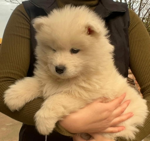 Кученца самоед Самоед, 2 месеца, Ваксинирано - Да - град Извън България | Кучета - снимка 4