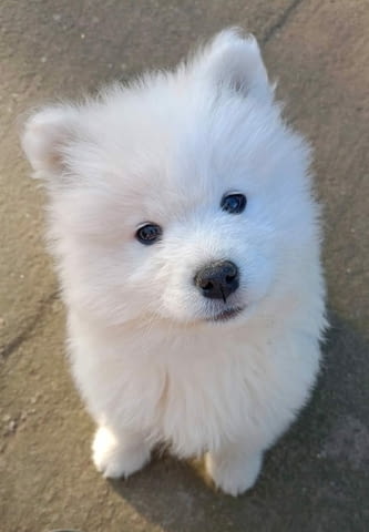 Кученца самоед Самоед, 2 месеца, Ваксинирано - Да - град Извън България | Кучета - снимка 5