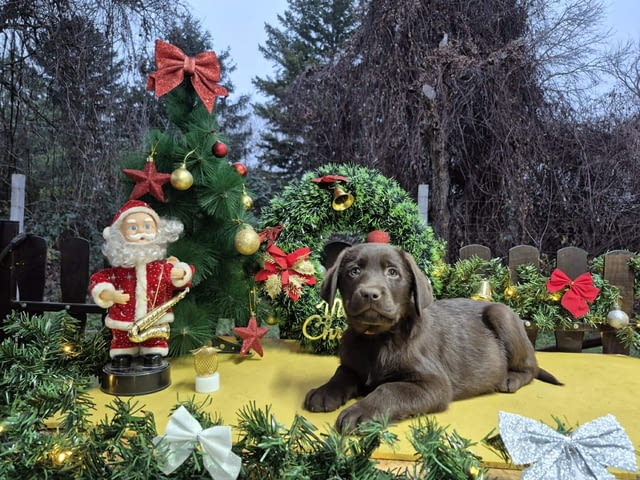 Шоколадови кученца Лабрадор ретривър Лабрадорски ритривър, Ваксинирано - Да, Обезпаразитено - Да - град Извън България | Кучета - снимка 1