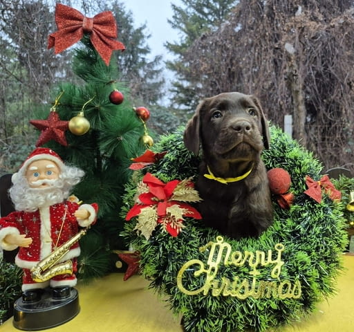 Шоколадови кученца Лабрадор ретривър Лабрадорски ритривър, Ваксинирано - Да, Обезпаразитено - Да - град Извън България | Кучета - снимка 2