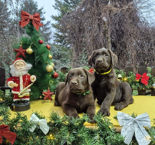 Шоколадови кученца Лабрадор ретривър Лабрадорски ритривър, Ваксинирано - Да, Обезпаразитено - Да - град Извън България | Кучета - снимка 4
