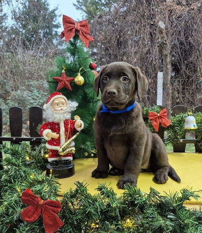 Шоколадови кученца Лабрадор ретривър Лабрадорски ритривър, Ваксинирано - Да, Обезпаразитено - Да - град Извън България | Кучета - снимка 5