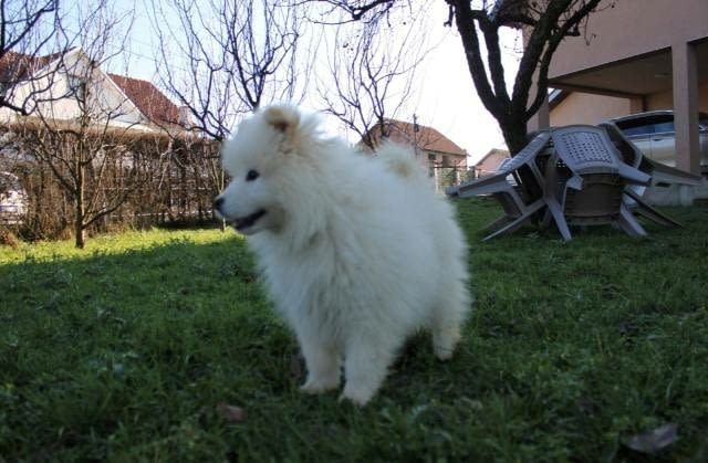 Самоед, мъжко кученце 3 месеца, Ваксинирано - Да, Обезпаразитено - Да - град София | Кучета - снимка 2
