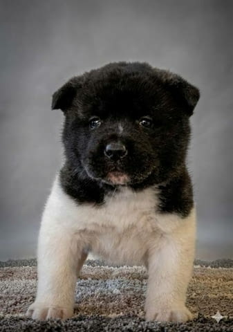 Американска Акита, качествени кученца Akita, Vaccinated - Yes, Dewormed - Yes - city of Sofia | Dogs - снимка 5