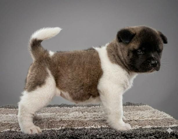 Американска Акита, качествени кученца Akita, Vaccinated - Yes, Dewormed - Yes - city of Sofia | Dogs - снимка 8