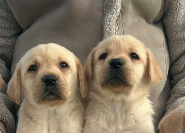 Лабрадор ретривър Labrador Retriever, 2 Months - city of Izvun Bulgaria | Dogs - снимка 2
