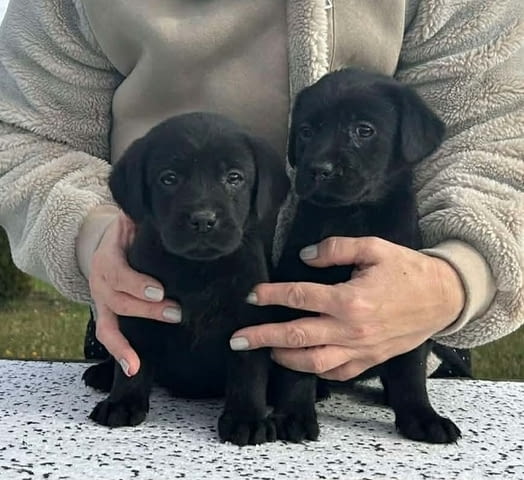 Лабрадор ретривър Labrador Retriever, 2 Months - city of Izvun Bulgaria | Dogs - снимка 3