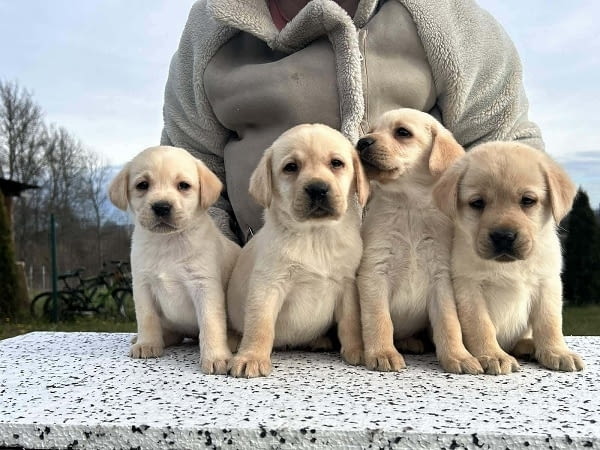 Лабрадор ретривър Labrador Retriever, 2 Months - city of Izvun Bulgaria | Dogs - снимка 6