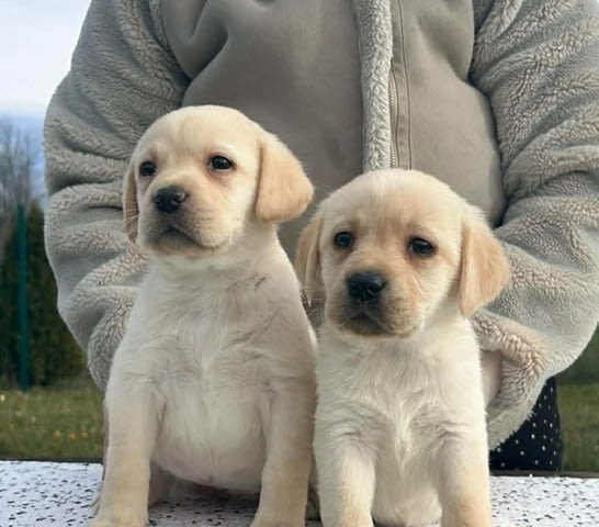 Лабрадор ретривър Labrador Retriever, 2 Months - city of Izvun Bulgaria | Dogs - снимка 7
