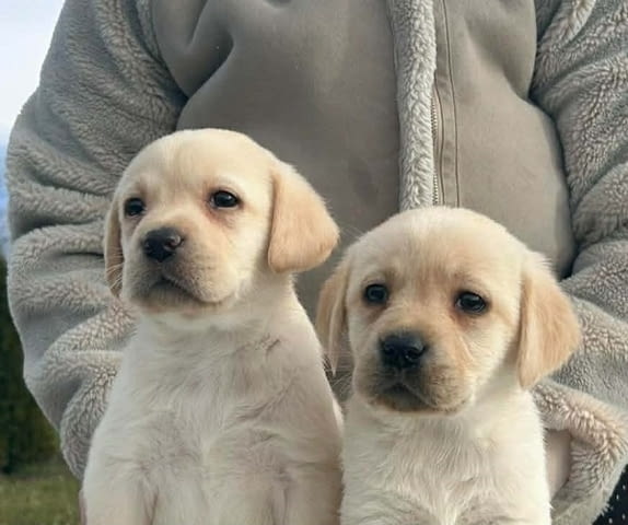 Лабрадор ретривър Labrador Retriever, 2 Months - city of Izvun Bulgaria | Dogs - снимка 8