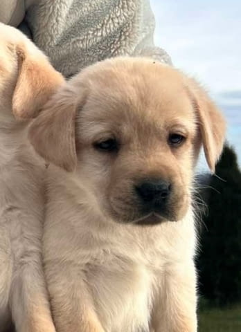 Лабрадор ретривър Labrador Retriever, 2 Months - city of Izvun Bulgaria | Dogs - снимка 9