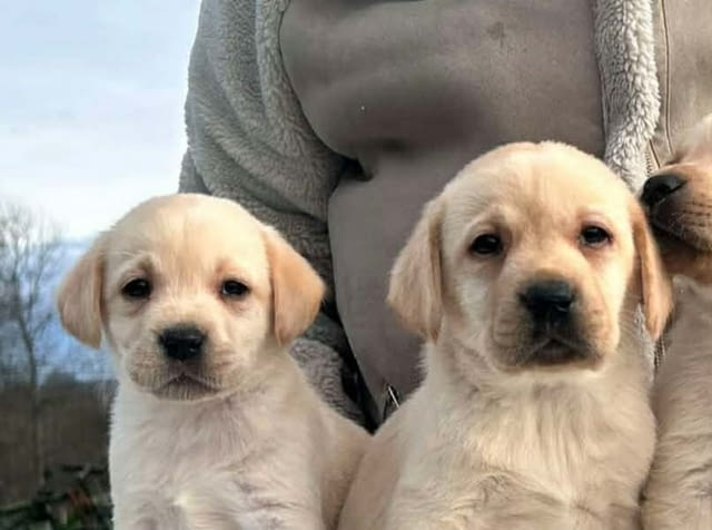 Лабрадор ретривър Labrador Retriever, 2 Months - city of Izvun Bulgaria | Dogs - снимка 10
