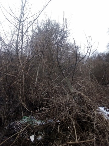 Почистване на терени от храсти и дървета - city of Sofia | Other - снимка 4