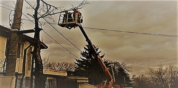 Резитба на овошки и дървета - city of Sofia | Other - снимка 1