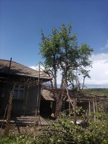 Резитба на овошки и дървета - city of Sofia | Other - снимка 3