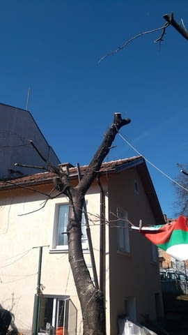 Резитба на овошки и дървета - city of Sofia | Other - снимка 4