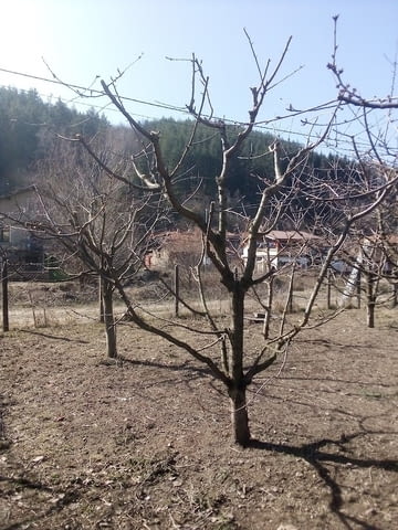 Резитба на овошки и дървета - city of Sofia | Other - снимка 5