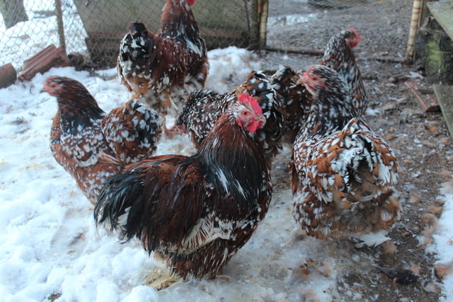 Продавам млади Орпингтон-порцелан Друг, 6 месеца - град Търговище | Птици / Екзотични - снимка 1