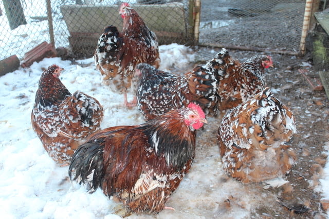 Продавам млади Орпингтон-порцелан Друг, 6 месеца - град Търговище | Птици / Екзотични - снимка 2