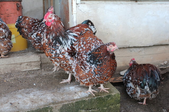 Продавам млади Орпингтон-порцелан Друг, 6 месеца - град Търговище | Птици / Екзотични - снимка 4