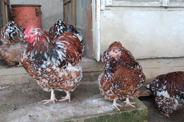 Продавам млади Орпингтон-порцелан Друг, 6 месеца - град Търговище | Птици / Екзотични - снимка 5