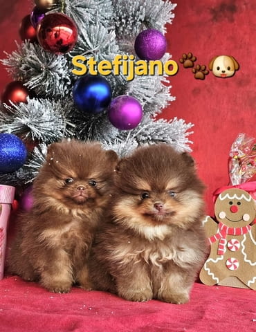 Померан Бу кученца Pomeranian, Vaccinated - Yes, Dewormed - Yes - city of Izvun Bulgaria | Dogs - снимка 1