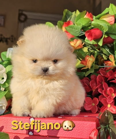 Померан Бу кученца Pomeranian, Vaccinated - Yes, Dewormed - Yes - city of Izvun Bulgaria | Dogs - снимка 3