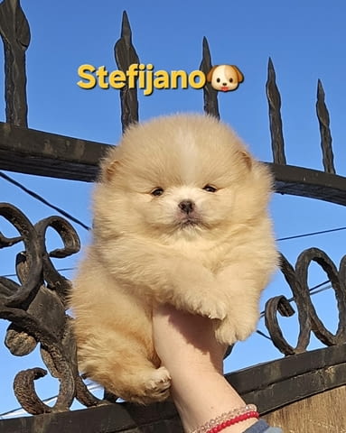 Померан Бу кученца Pomeranian, Vaccinated - Yes, Dewormed - Yes - city of Izvun Bulgaria | Dogs - снимка 5
