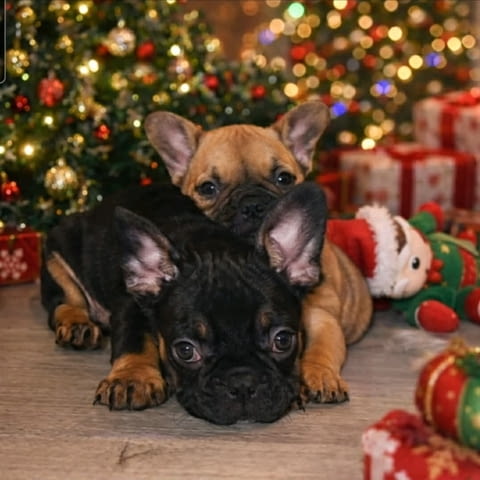 Френски булдог – красиви кученца French Bulldog, Vaccinated - Yes, Dewormed - Yes - city of Izvun Bulgaria | Dogs - снимка 2