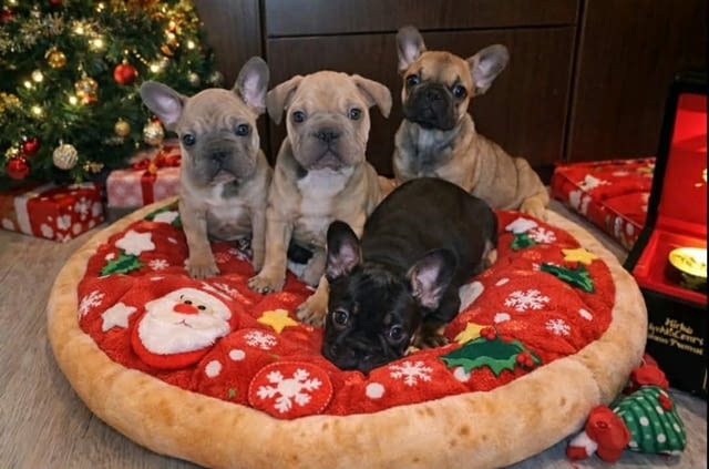 Френски булдог – красиви кученца French Bulldog, Vaccinated - Yes, Dewormed - Yes - city of Izvun Bulgaria | Dogs - снимка 4