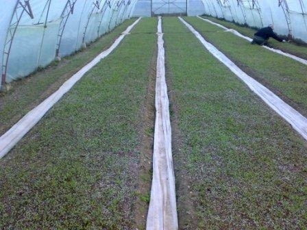 Разсад за пипер, домати, зеле, праз, салати и др., village Topolitsa | Flowers & Pots - снимка 1