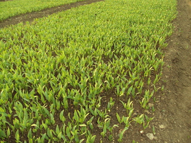 Разсад за пипер, домати, зеле, праз, салати и др., village Topolitsa | Flowers & Pots - снимка 2