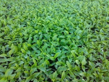 Разсад за пипер, домати, зеле, праз, салати и др., village Topolitsa | Flowers & Pots - снимка 3