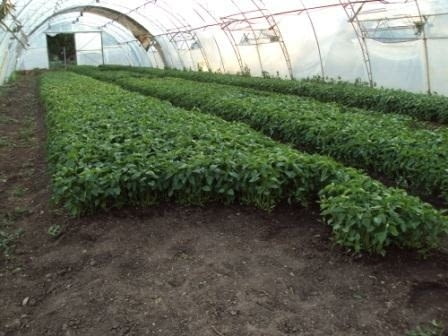 Разсад за пипер, домати, зеле, праз, салати и др., village Topolitsa | Flowers & Pots - снимка 4
