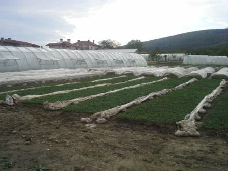 Разсад за пипер, домати, зеле, праз, салати и др., village Topolitsa | Flowers & Pots - снимка 5