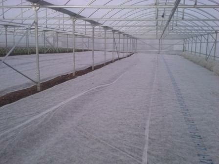 Разсад за пипер, домати, зеле, праз, салати и др., village Topolitsa | Flowers & Pots - снимка 6