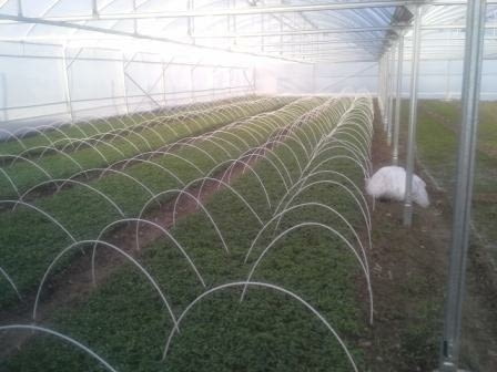 Разсад за пипер, домати, зеле, праз, салати и др., village Topolitsa | Flowers & Pots - снимка 7