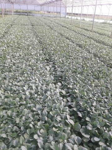 Разсад за пипер, домати, зеле, праз, салати и др., village Topolitsa | Flowers & Pots - снимка 8